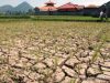Sulawesi Tenggara Masuk Zona Merah Dampak El Nino