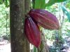 Pemprov Sulbar Lakukan Sambung Samping terhadap 1.000 hektar Kakao di Mamasa