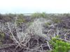 10 Hektar Hutan Mangrove Serut Berfungsi Lahan Menjadi Perkebunan Sawit
