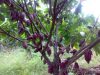 Komoditi Kakao di Majene Capai 8.940 Hektar