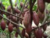 Yayasan Ini Telah Melatih 2.000 Petani Kakao di Sulbar