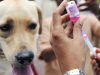 Ribuan Orang Digigit Anjing, Pemprov Sulut Galakan Vaksinasi Hewan