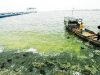 Laut Tercemar, Warga Wolo Sultra Terancam Kehilangan Pekerjaan
