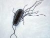 Bakteri E-coli Cemari Empat Sungai di Ambon