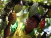 Tingkatkan Produksi Kakao, AS Sumbang $15 Juta untuk Sulawesi Barat