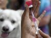 Kolaka Utara Endemi Virus Rabies, 147 Orang Jadi Korban