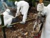 Terserang Flu Burung, Ribuan Ayam di Gorontalo Mati Mendadak