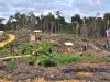 Di Sulbar, 78 Ribu Hektare Hutan Lindung Beralih Fungsi Jadi Pemukiman
