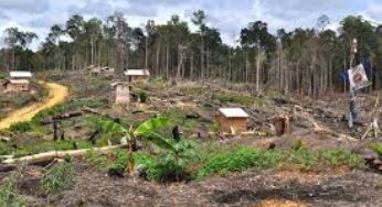 Di Sulbar 78 Ribu Hektare Hutan Lindung Beralih Fungsi Jadi Pemukiman Indonesia Timur