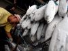 Ribuan Ton Ikan Asal Sulut Diekspor ke Amerika