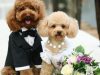 Heboh! Ada Resepsi Pernikahan Anjing di Manado, Dihadiri 100 Tamu