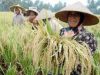Dukung Ketahanan Pangan Nasional, Sultra Bentuk 92 Desa Mandiri