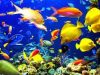 Ikan Hias Asal Sulut Diekspor ke Thailand