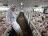 Ketua Aspebi NTT: ‘Permintaan Daging Babi Sangat Tinggi’