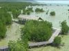 Dukung Green City, Kendari Kembangkan Kawasan Tracking Mangrove