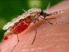 Duh! 90 Persen Desa di NTT Jadi Endemis Wabah Malaria