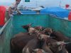 Mei-Juni, Pengiriman Sapi Dari Namlea Ke Ambon Capai 352 Ekor