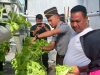 Membanggakan, Wagub Maluku Panen Sayur Selada Hidroponik dan Tomat Apel di Lapas Wahai