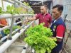Lapas Wahai Kembali Panen Sayur Selada Hidroponik, Dukung Ketahanan Pangan