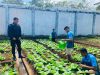 Rutin Lakukan Perawatan Sayur, Langkah Lapas Saumlaki Tingkatkan Ketahanan Pangan