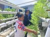 Panen Sayuran Segar dari Tangan Warga Binaan Hijaukan Dapur Lapas Wahai
