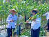Bukti Sukses Ketahanan Pangan, Panen Raya Jagung di Lapas Wahai Capai 1,2 Ton