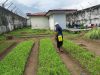 Sukseskan Ketahanan Pangan Nasional, Lapas Tual Maksimalkan Lahan Produktif