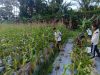 Dukung Ketahanan Pangan, Lapas Piru Panen 213 Jagung Manis
