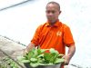 Dari Kebun ke Ompreng, Warga Binaan Lapas Saparua Panen Pakcoy