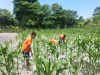 Puasa Tetap Produktif, Warga Binaan Lapas Namlea Aktif Berkebun
