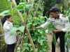 Berkah di Ujung Bulan Suci Ramadan, Lapas Wahai Panen Perdana Kacang Panjang