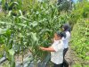 Panen Jagung Tahap Ketiga, Bukti Konsistensi Pembinaan Kemandirian Warga Binaan Lapas Wahai