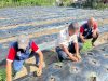 Tanam 200 Bibit Tomat, Lapas Wahai Perkuat Kemandirian Pangan dari Lahan Produktif