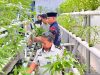 Dari Masa Pembinaan Menuju Kemandirian, Warga Binaan Lapas Wahai Panen Kangkung Hidroponik